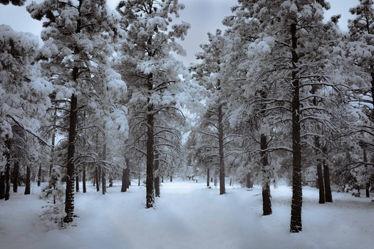Image "Snowy dream" by Leo Daley