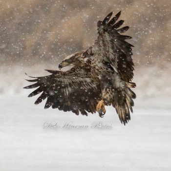 View Immature Bald Eagle Loving the Snow by Deb Henman