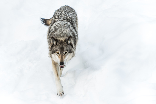 Image "The wolf is coming" by Jeremie Ducrocq
