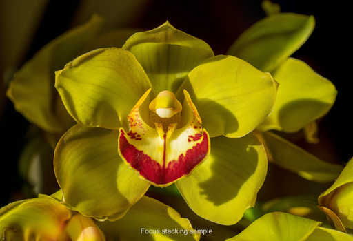 Image "focus stacking sample" by Daniel Neuman