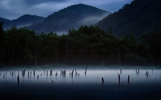 Image "Trees emerging in the blue space" by yuusei nagahata