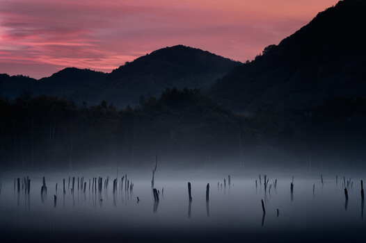 Image "Dead trees rising from the surface of the lake" by yuusei nagahata