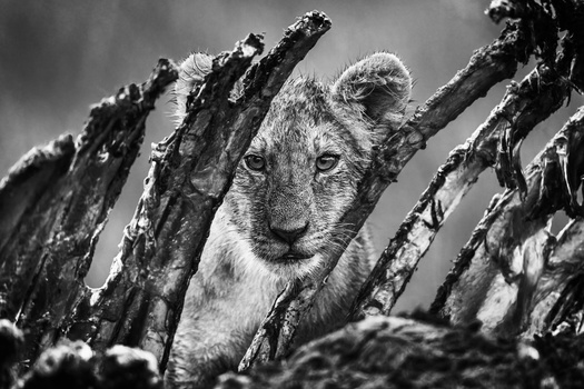 Image "Lion cub likes ribs." by Martin Wagner