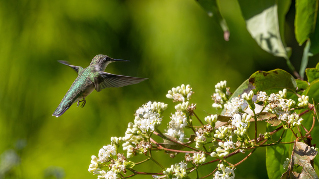 Humming Along by Giuseppe Di Caro