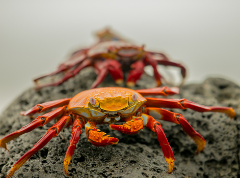 Image "Galapagos Crabs" by Spencer Clark
