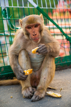 Image "Breakfast on Lakshman Jhula" by Tye Morris