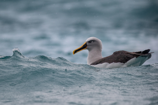 View Bullers Albatross by Alister winter