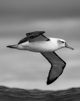 View White-capped Albatross by Alister winter