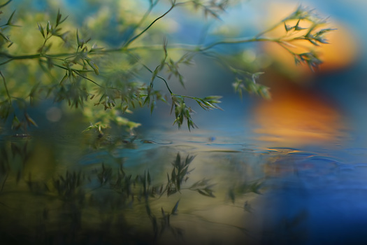 Image "Drifting thoughts" by Sandra McCabe