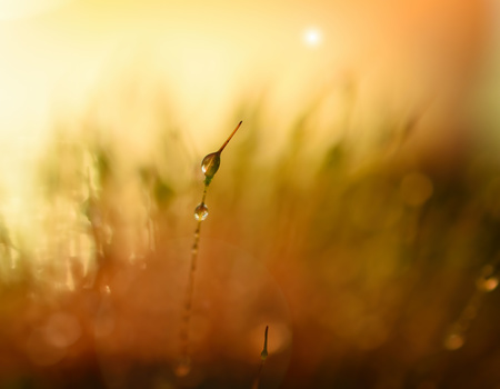 Image "Make a wish" by Sandra McCabe