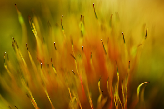 Image "Dot points for the day" by Sandra McCabe