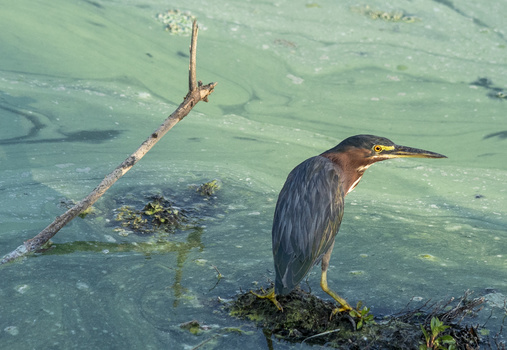 Image "heron" by David Woodberry