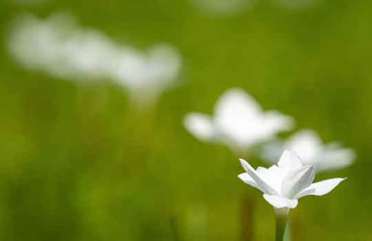 Image "white flower in field" by David Woodberry