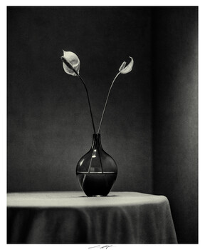 Image "Anthurium, Etude III, Thiré, France 2026" by Lionel HUG
