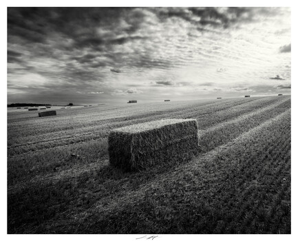 Image "Champ doré au parfum de lumière, Vendée, France 2026" by Lionel HUG
