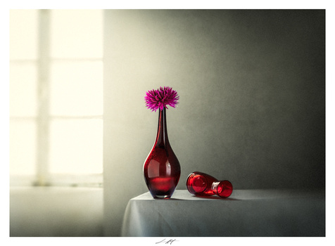 Dahlia, Étude V, Thiré, France 2025 by Lionel HUG