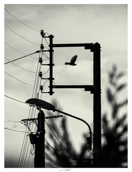 Image "Encadré, Thiré, Vendée, France 2026" by Lionel HUG