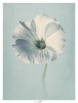 Lavatère, Étude III, Thiré, France 2025 by Lionel HUG