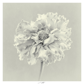 Oeillet d'Inde, Étude I, Thiré, France 2025 by Lionel HUG