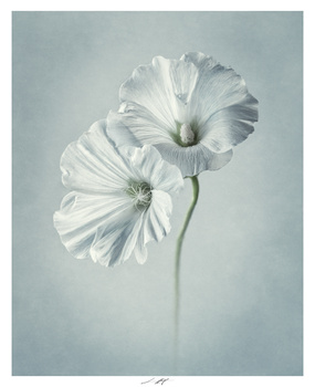 Lavatères, Étude IV, Thiré, France 2025 by Lionel HUG