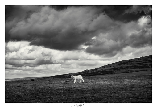 Image "Veau Pressé, Devon, England 2023" by Lionel HUG