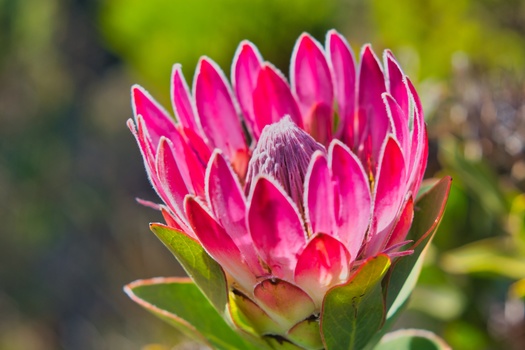 Image "King Protea" by Sam Fourie