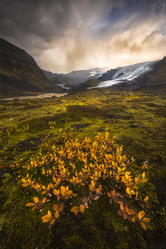 Image "Winds of Autumn" by Idan Livni