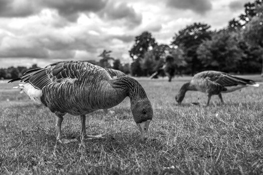 Image "London Trip 2019" by Abdulaziz AlMutawa