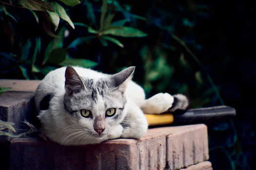 Image "A Cat Story" by Abdulaziz AlMutawa