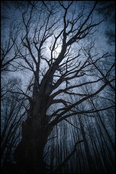 Image "Dark Forest" by Daniel Frost