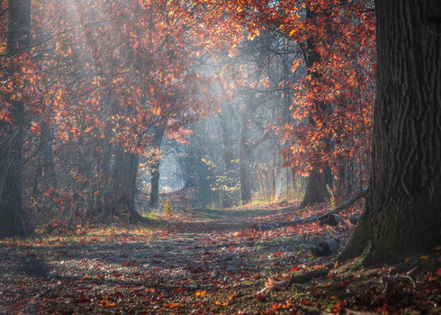 Image "Autumn's end" by Daniel Frost