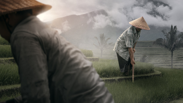 Image "Jatiluwih Rice Terraces" by Marek Dvorak