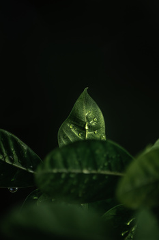 Image "Untitled 1" by Ben Cia