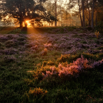 Image "Morning heather" by Ruud van der Nat
