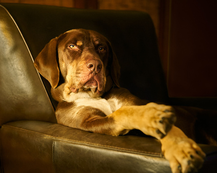 Image "Odie Cologne" by Rod Coots