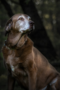 Image "Daisy" by Marcus Crisp
