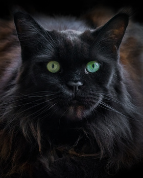 Image "Maine Coon" by Marcus Crisp