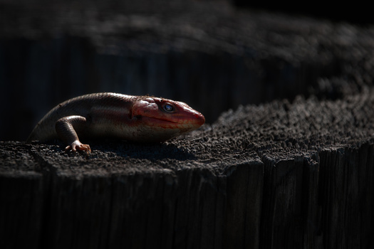 Image "Skink touched by the sun" by Marcus Crisp