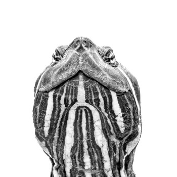 Image "Portrait of a Waterslider" by Marcus Crisp