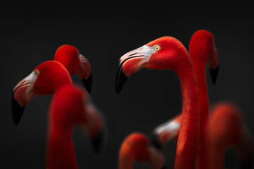 Image "One in every crowd" by Marcus Crisp