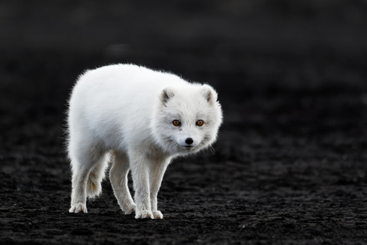 Arctic Fox by Matthew Lacy