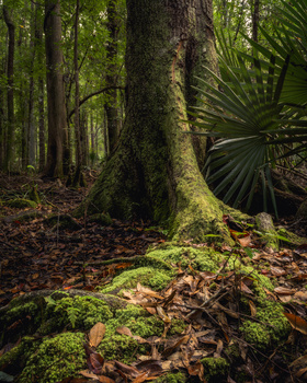View Backwoods Moss by Paul Farace