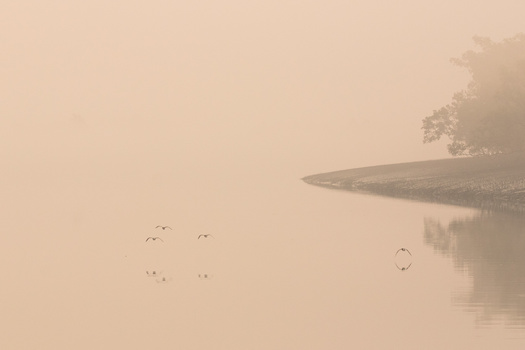 Image "Misty morning" by prajwal km
