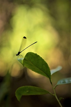 Image "Dainty damsel" by prajwal km