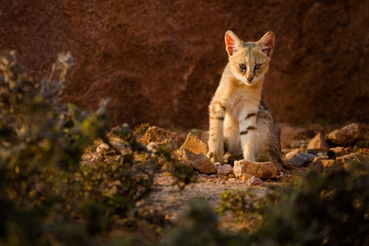 Image "Kitten" by prajwal km