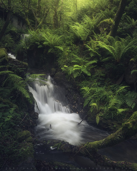 Image "Into the forest" by jabi sanz