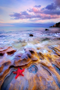 Image "Starfish" by Giovanni Allievi