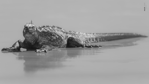 Image "Marine Iguana | The Galápagos Islands" by Mark Rowe