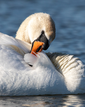 Image "Mute swan" by Sebastian Ulici