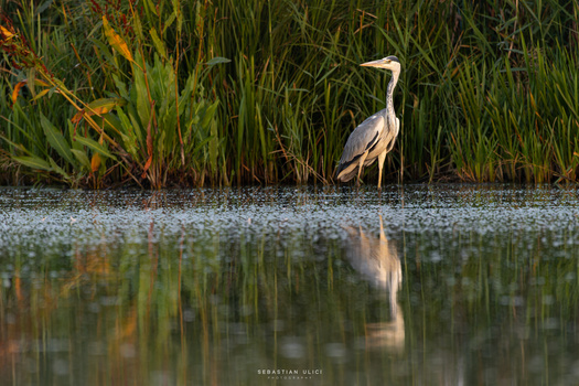 Grey heron by Sebastian Ulici